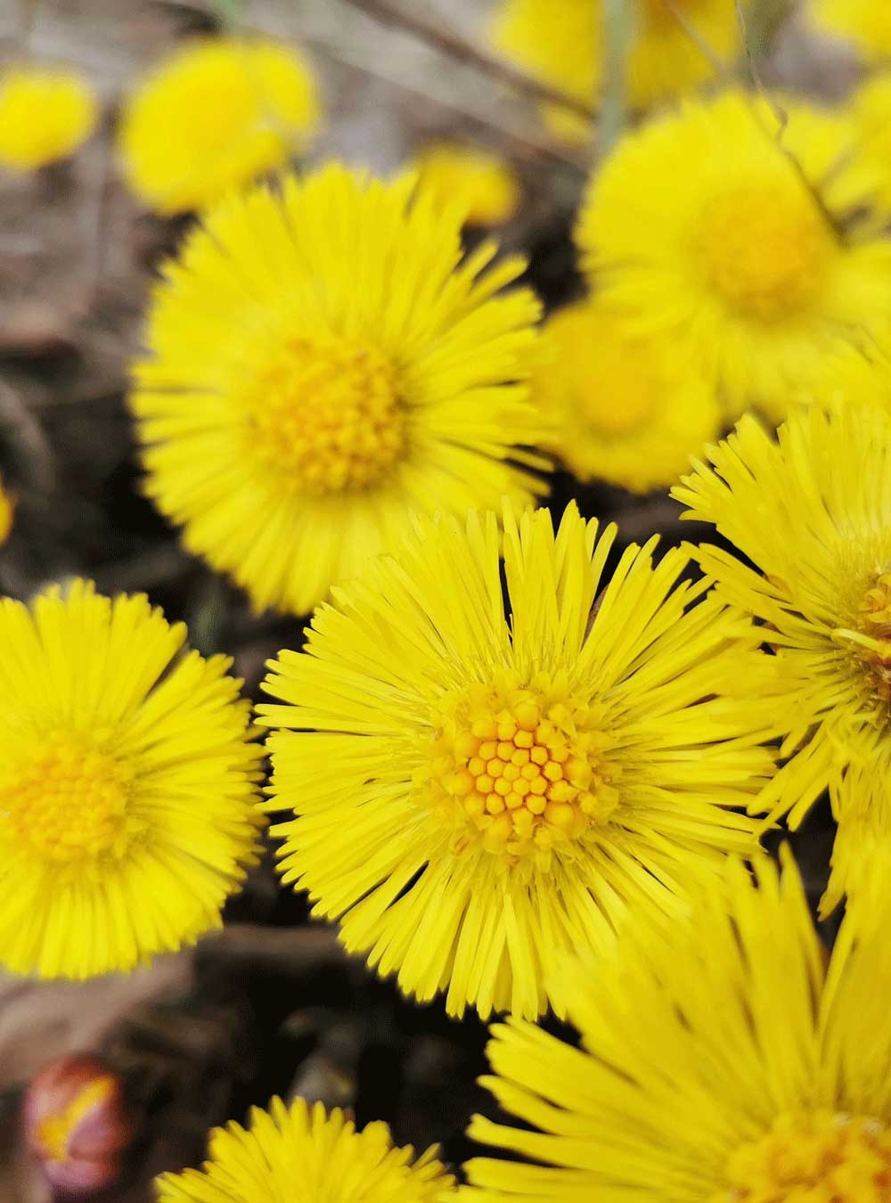 Close-up of bright yellow flowers with a blurred background