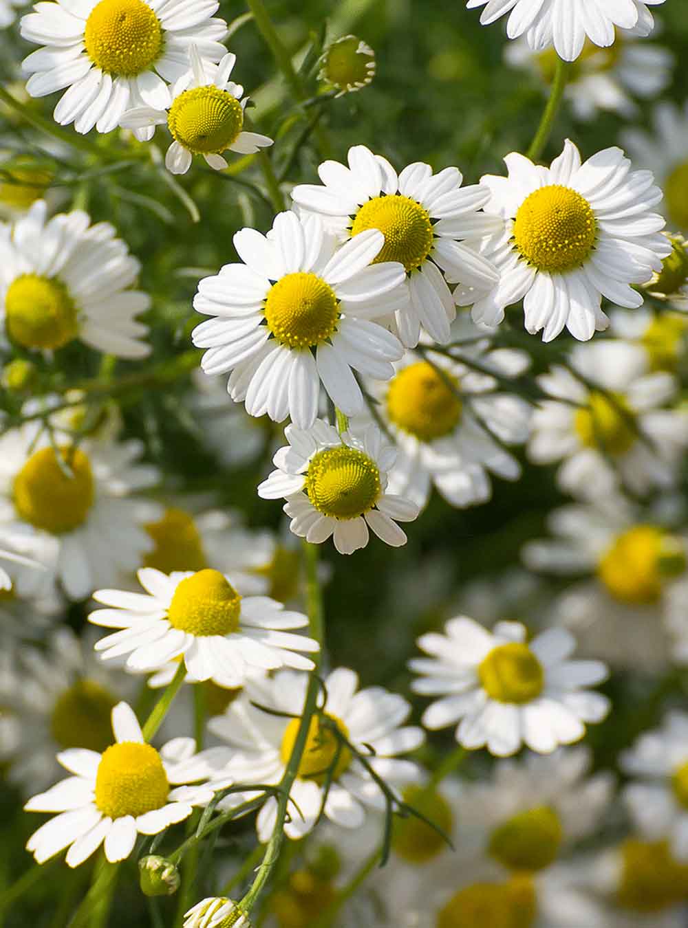 Close-up of white daisy-like flowers with bright yellow centers and green stems in a natural outdoor setting.