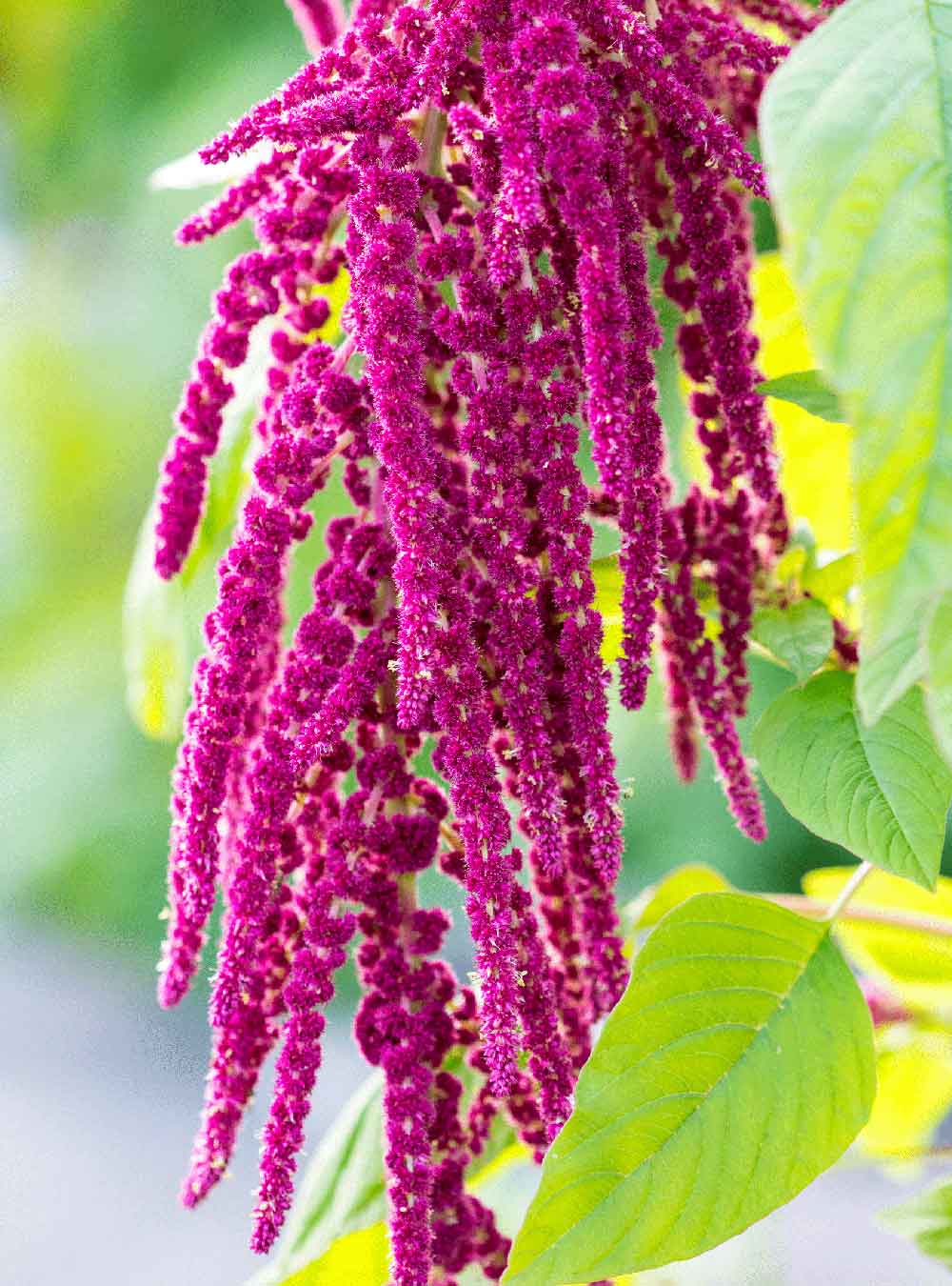 Close-up of a purple amaranth plant with green leaves.
